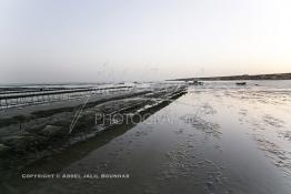 Image du Maroc Professionnelle de  À partir de 2004, la baie de Dakhla qui dispose de l’écosystème le plus adapté à l’élevage d’huîtres a connu l'installation de plusieurs projets ostréicoles productifs. Les premières fermes ostréicoles se sont installées en 2002 dans la région, devenue ces dernières années la plus productrice du pays avec 280 tonnes d’huîtres par an et un millier de personnes employées.  Mardi 21 Novembre 2006. (Photo / Abdeljalil Bounhar)


 